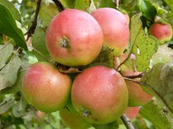 Obsternte Und Maischen 2012 03